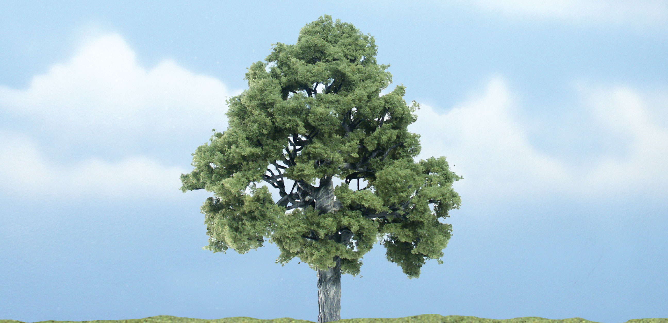 Beech Tree 4 " - Click Image to Close